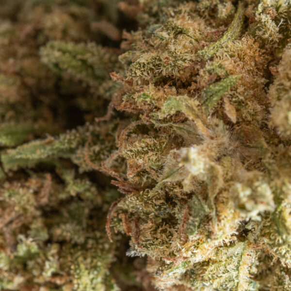 ORANGE BUD MACRO. – CBD ShopTakons