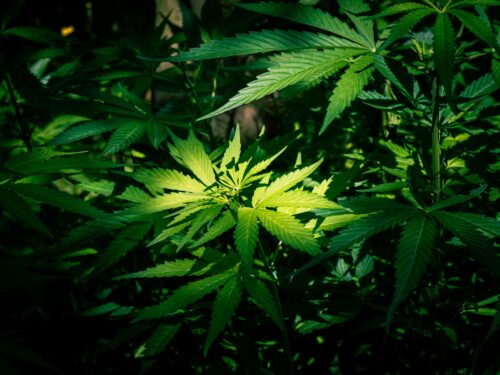 Boutique CBD en ligne
