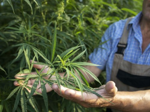 CBD en ligne