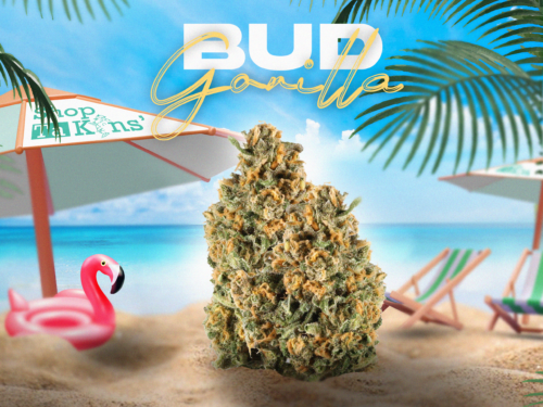 GORILLA BUD GORILLA BUD – CBD ShopTakons