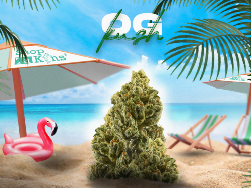 OG KUSH III – CBD ShopTakons