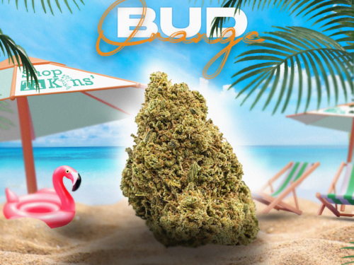 ORANGE BUD III ORANGE BUD III – CBD ShopTakons