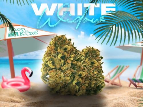 WHITE WIDOW III – CBD ShopTakons