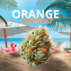 ORANGE SHERBET – CBD ShopTakons