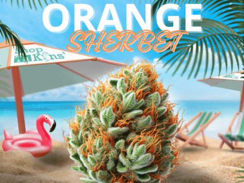 ORANGE SHERBET ORANGE SHERBET – CBD ShopTakons