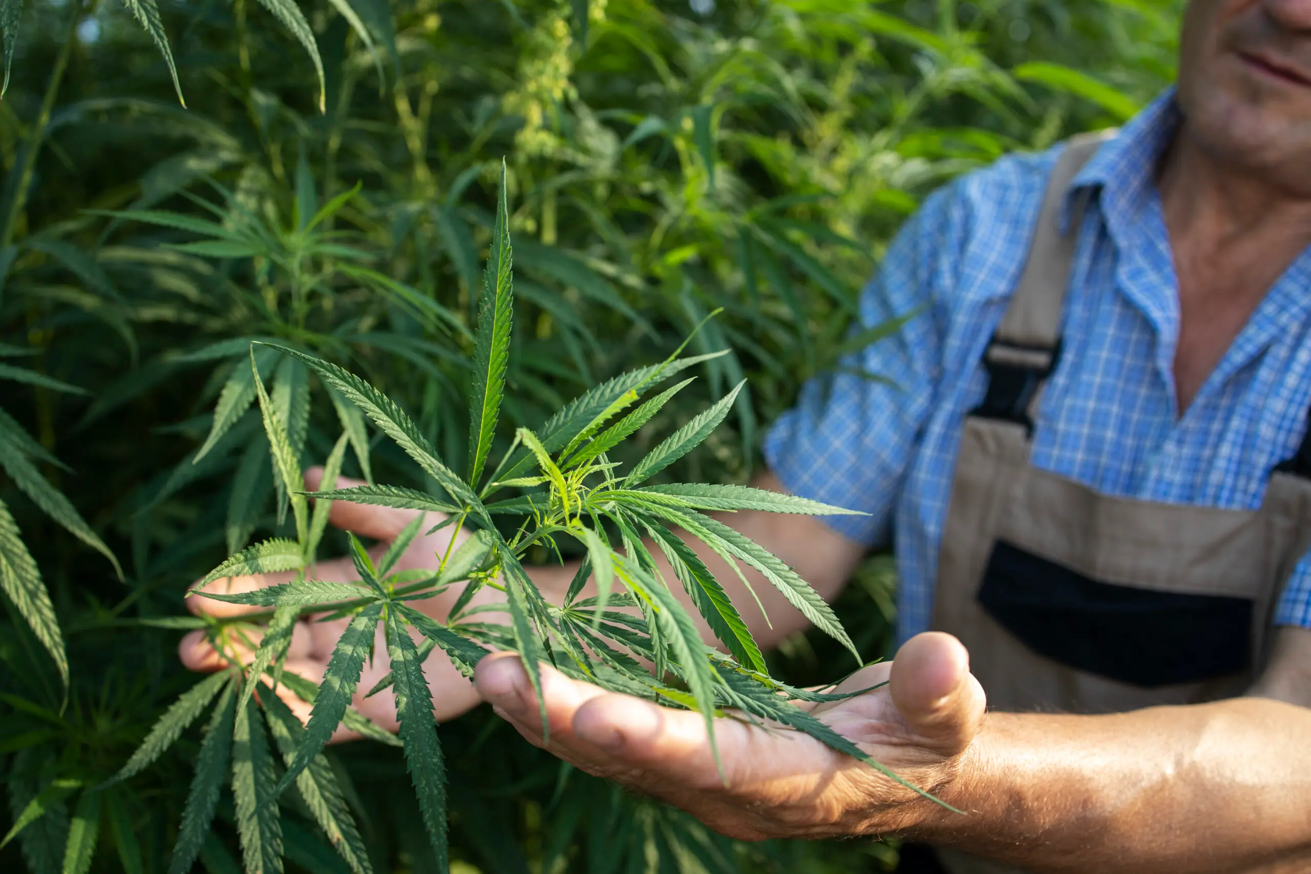 CBD en ligne